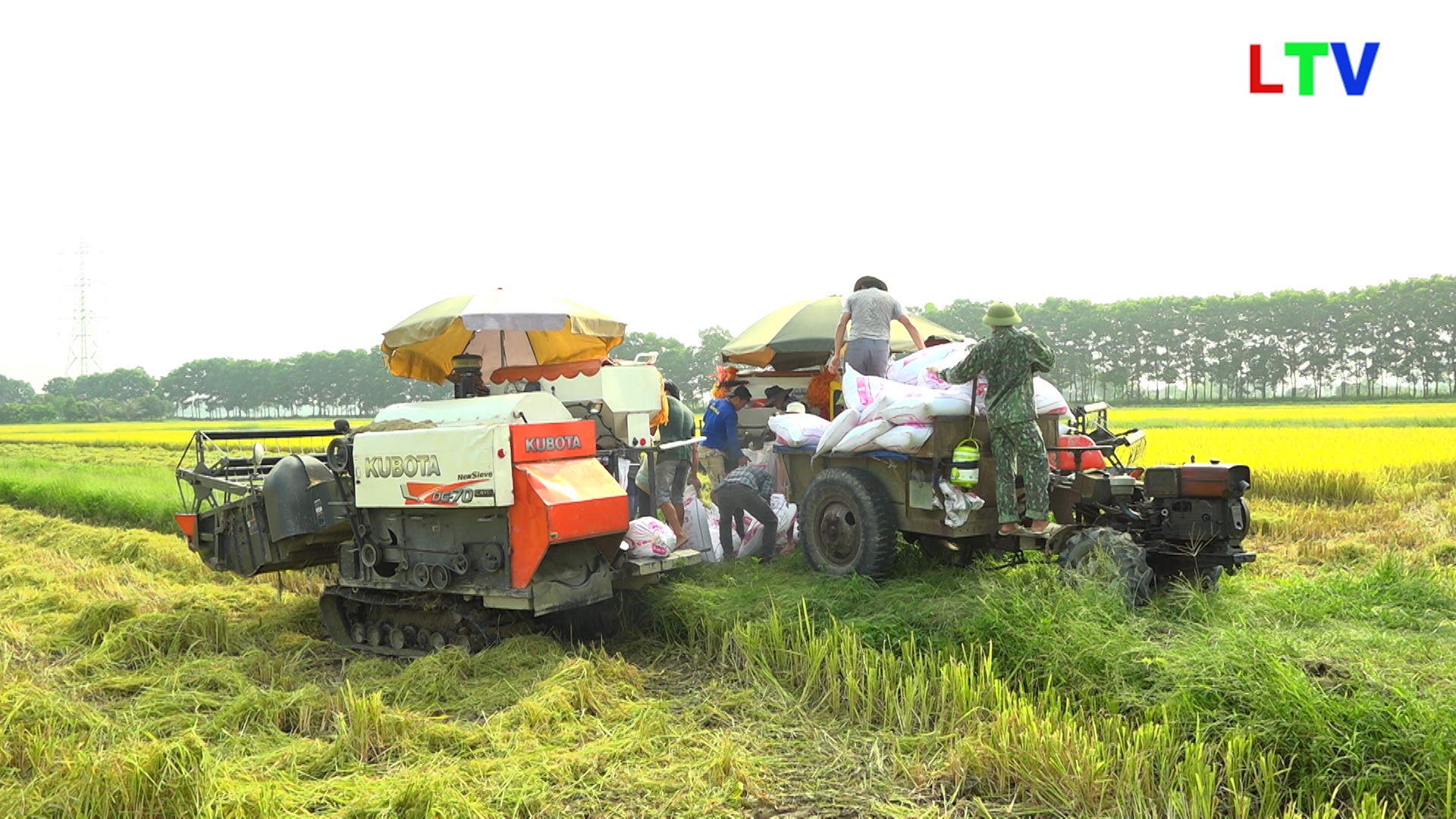 Hiệu quả mô hình sản xuất lúa giống VN20 tại xã Lâm Thao.mp4